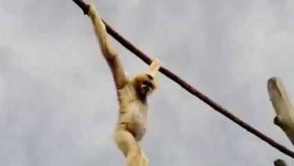 Un singe fait caca sur les visiteurs d'un zoo