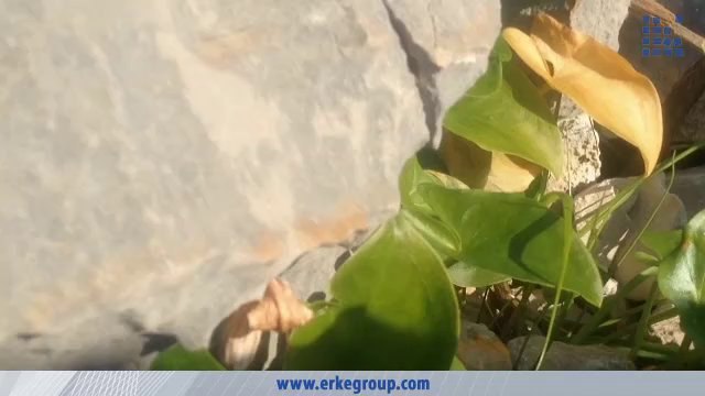 ERKE Marine, Orchis Anatolica - Anadolu Orkidesi - Göcek / Muğla - erkemarine.com