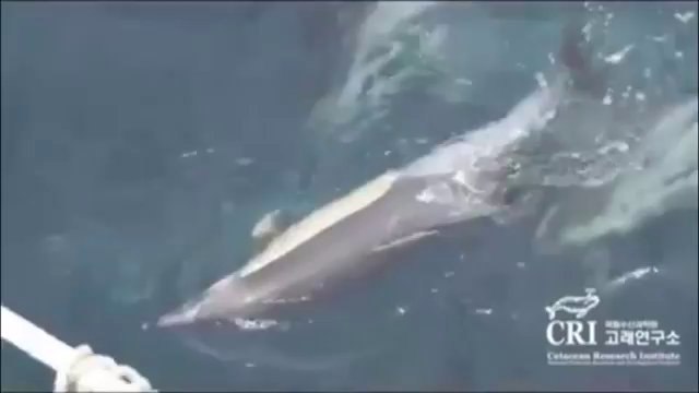 Дельфины в ирландии. Скелет дельфина на берегу. Эйлат дельфины. Дельфины в море. Беломордый дельфин стая.