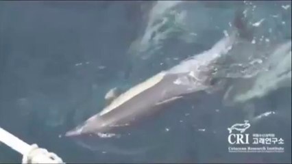 Стая дельфинов помогает умирающей самке