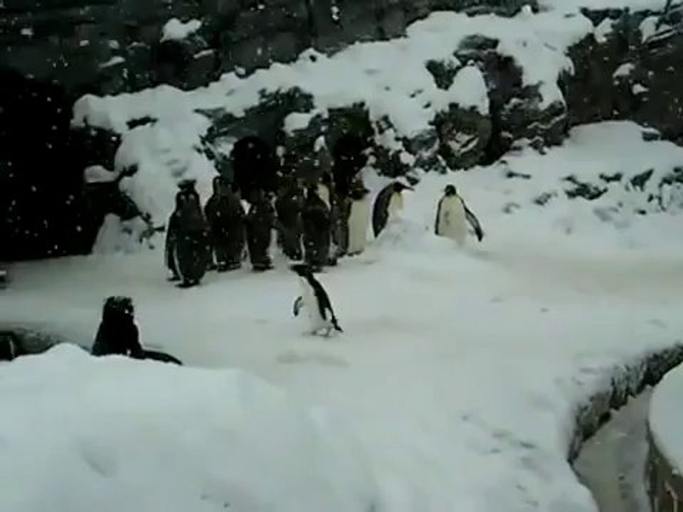 Mutlu Penguen