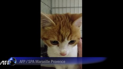 Un an de prison pour un "lancer de chat" diffusé sur internet