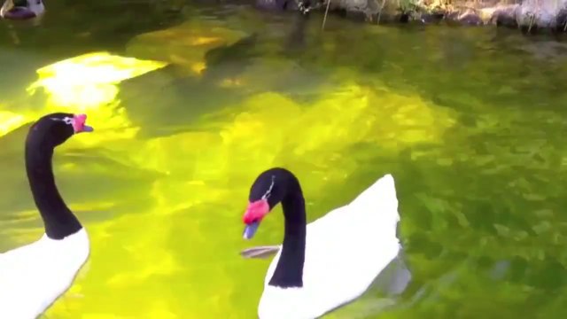 Black-necked Swans love music