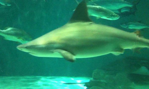 Whale Sharks and Stunning Fish in Aquarium