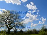 Abschied vom Walde -Soprane