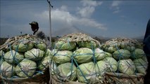 Indonésie: près du Sinabung les fermiers se remettent au travail