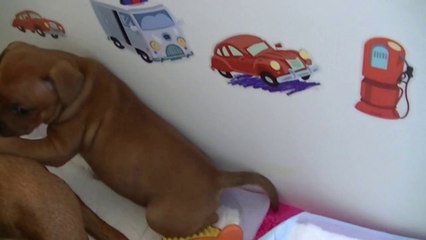 66ème vidéo Chiot n°3 de la 14ème portée de Staffordland