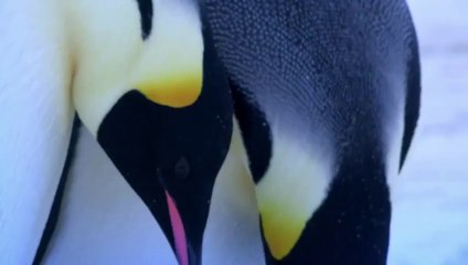 L'émouvante réaction d'un manchot empereur face à la mort de son petit