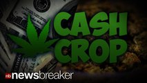 CASH CROP: Colorado Reports More than $1 Million in Tax Revenue from Marijuana Sales