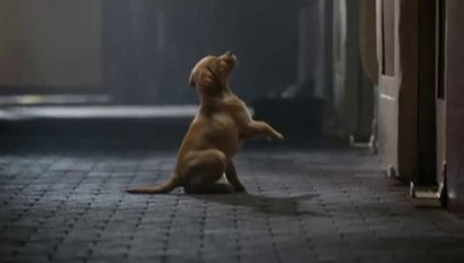 LA Ballroom Studio "Puppy Love"