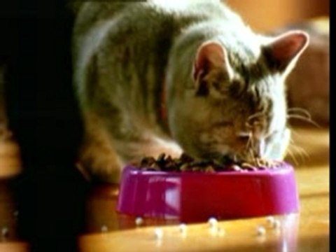 Pub Whiskas -Sarbacane - Humour