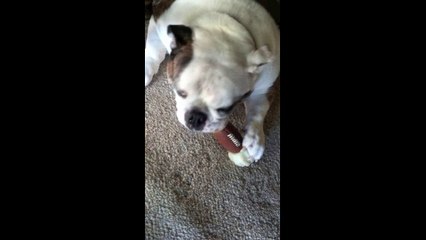 Ron Sandack Bulldog Bone