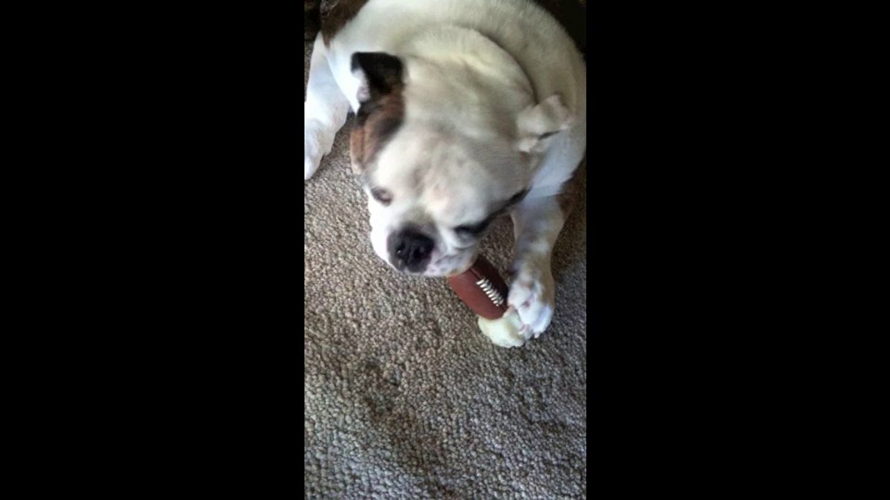 Ron Sandack Bulldog Bone