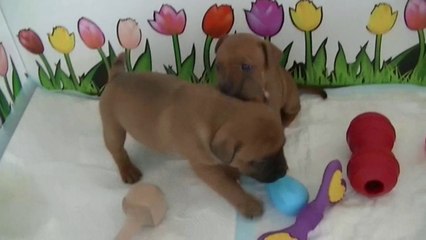 52ème vidéo  De petit moment dans la salle de Staffordland