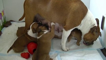 53ème vidéo  La tétée de la 14ème portée de Staffordland