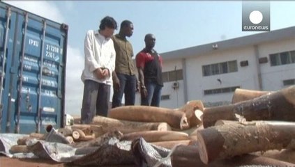 Ivory smuggling operation foiled in Togo