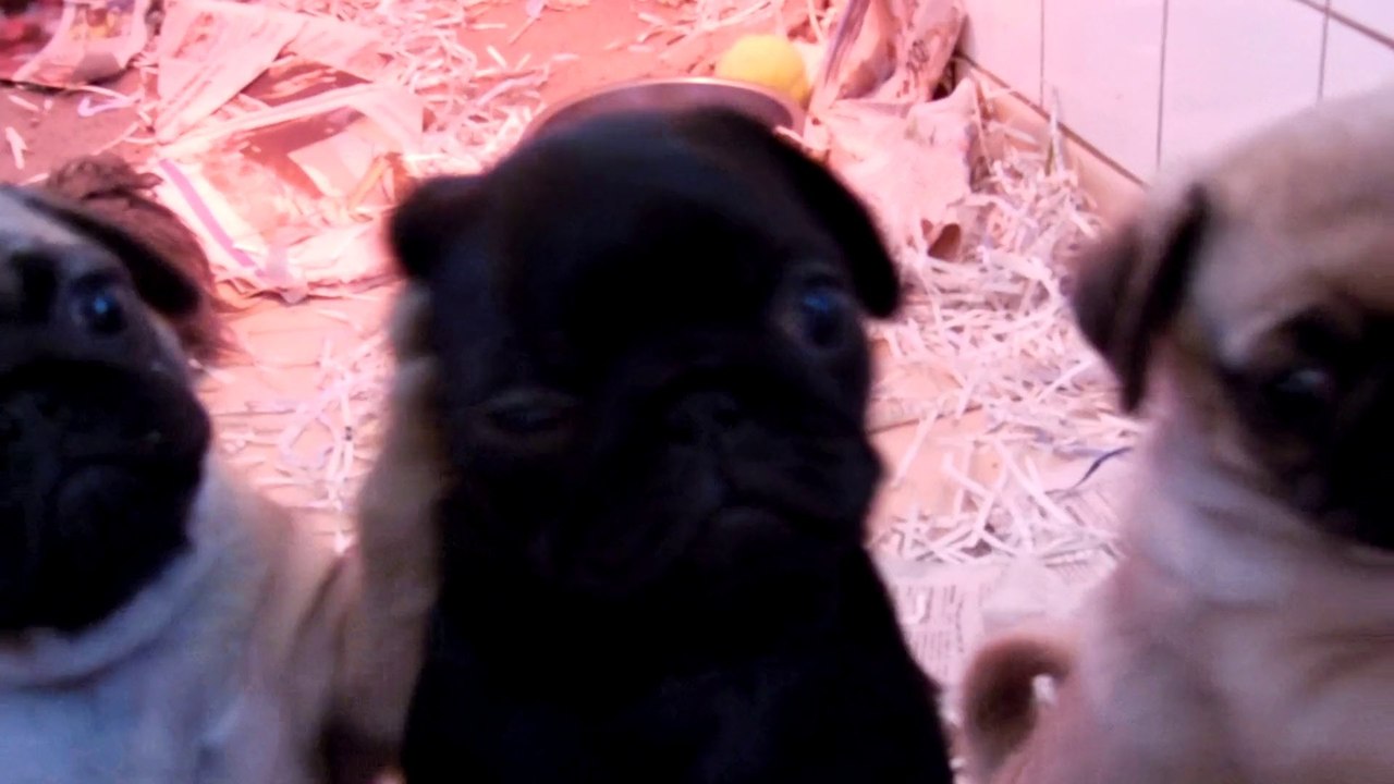 Chiots Cralin