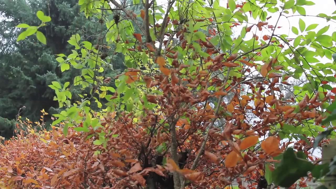 Pinneberg Quellental und Thesdorf 2013 /Full Film/Ganzer Film/Complete Movie