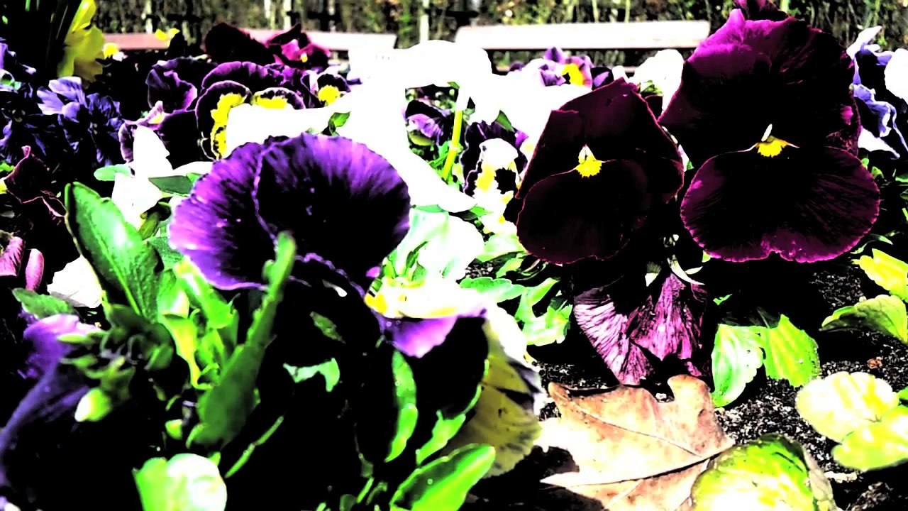 Rosengarten Pinneberg  /Full Film/Complete Movie/Ganzer Film