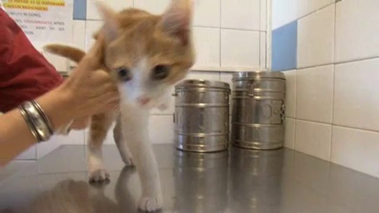 Le chaton Oscar à la SPA de Marseille