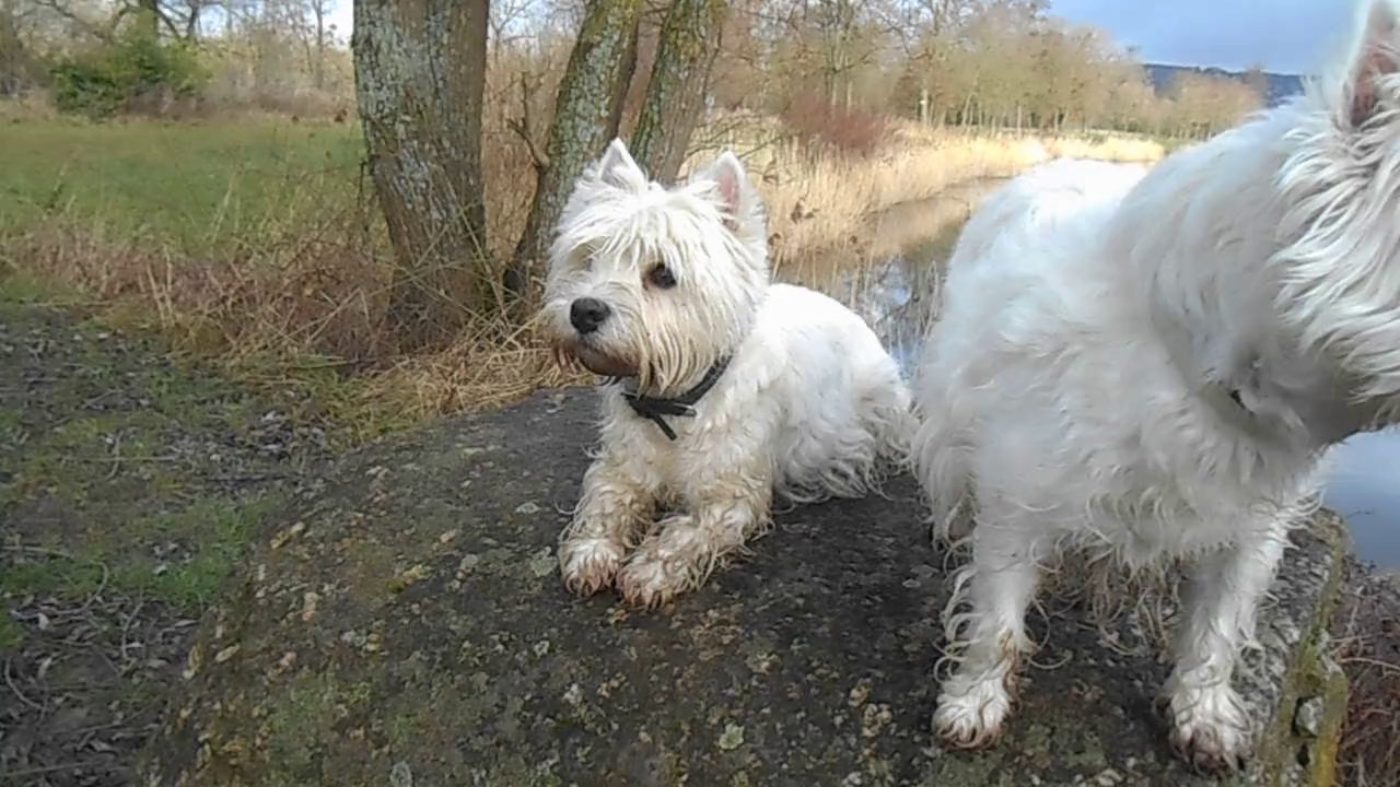 westies et gadoue