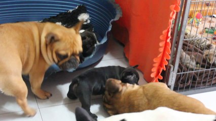 les bébés ont 40 jours
