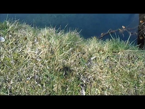 Présentation des étangs de pêche de Renage (APPR)