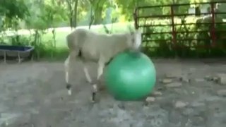 Horse Playing With A Ball| www.itblow.com