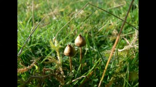English Psylocybin Mushrooms
