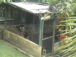 Prison Break - The Dog Version | www.itblow.com