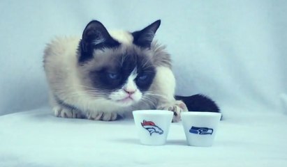 Le chat "Grumpy Cat" avait prévu le résultat du Super Bowl 2014!! Victoire des Seattle Seahawks