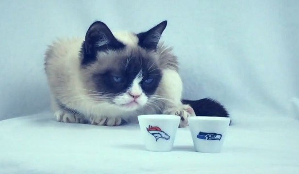 Grumpy Cat Predicted That The Seattle Seahawks Would Win Super Bowl XLVIII