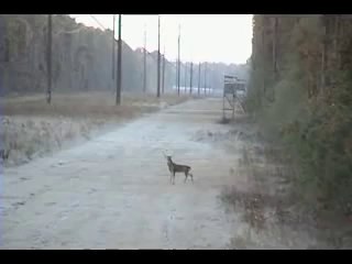 World's Worst Hunter vs. World's Dumbest Deer | www.itblow.com