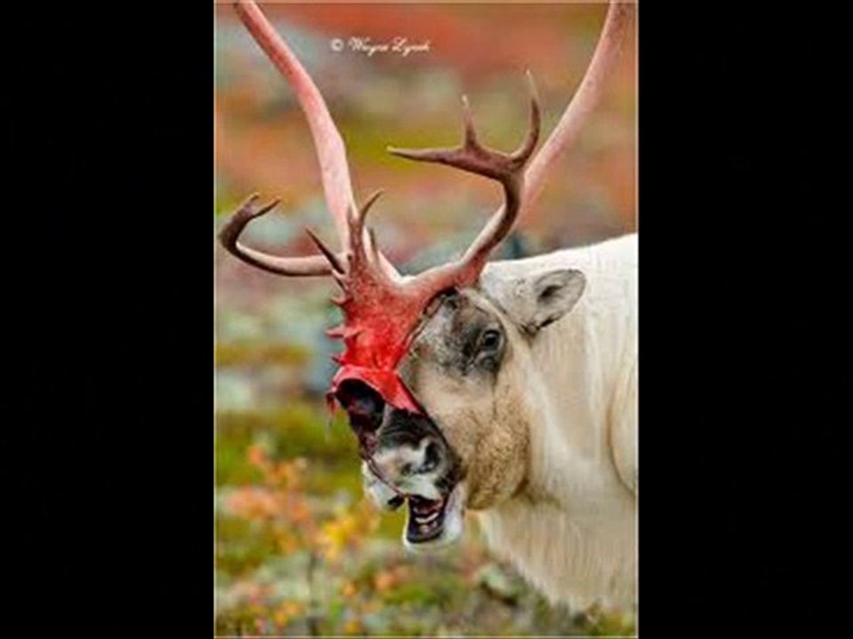 Velvet Antler