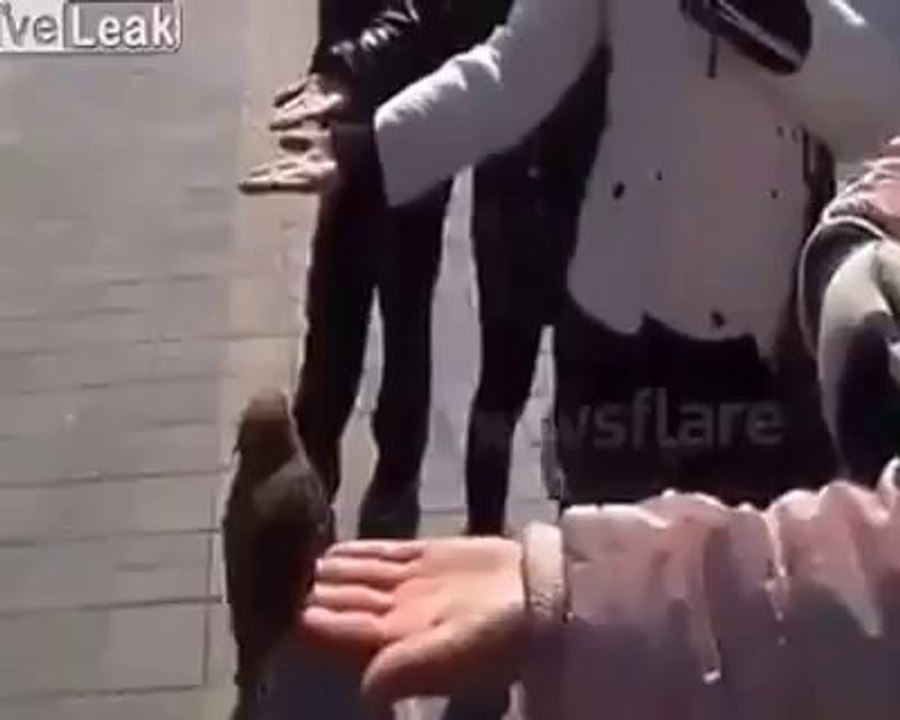 ▶ Pengemis Luar biasa, bisa _suruh-suruh_ BURUNGNYA (Acrobatic Beggar Birdy) - YouTube [360p]