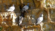 Les pigeons attaquent un pont