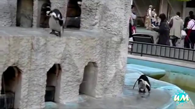 Des pingouins ridicules mais tellement drôle - Compilation Hilarante!