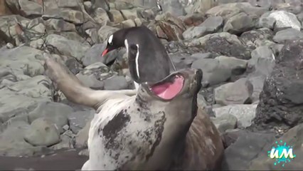 Download Video: Funniest Penguins Fails Compilation! Hilarious animals...