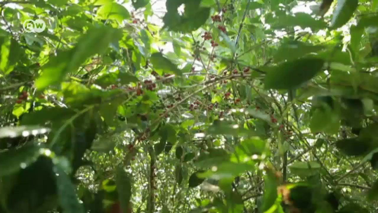 Biodiversidad en México: "La vida en el volcán Tacaná" | Global 3000