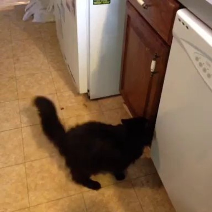 Un chat intelligent saute sur le comptoir d'une cuisine
