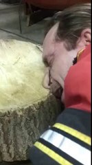 Nez cloué à une bûche de bois