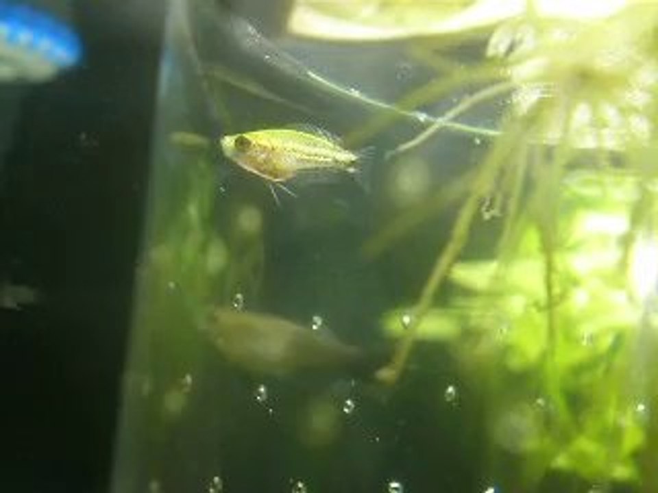 Alevin - Gourami Chuna - 30ème jours