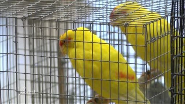 La 31e Bourse aux oiseaux de Saint-Fulgent (Vendée)