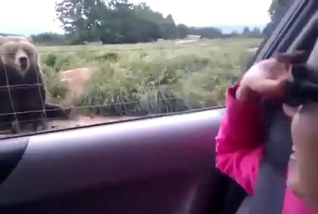 Selam Veren Ayı