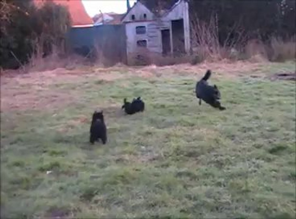 Les bébés Schipperkes le 03/02/2014