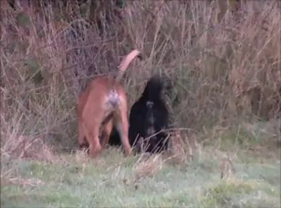 les chiens en folie dans le jardin