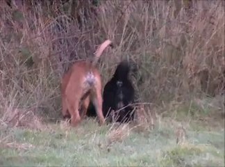 les chiens en folie dans le jardin