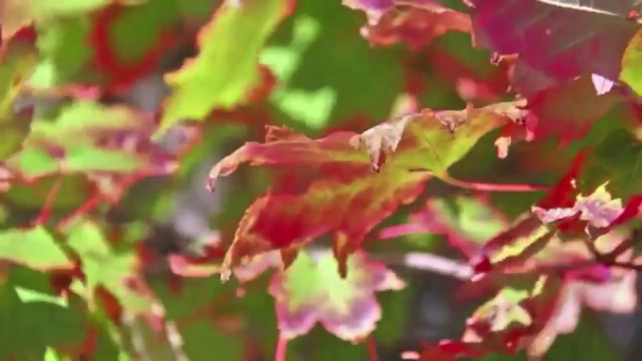 looking for a Fishing Lodge in Ely Minnesota