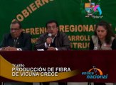 La producción de fibra de vicuña se ha acrecentado en comparación al año pasado.