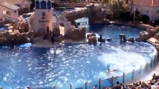 Dolphin Discovery - SeaWorld San Diego OFFICIAL